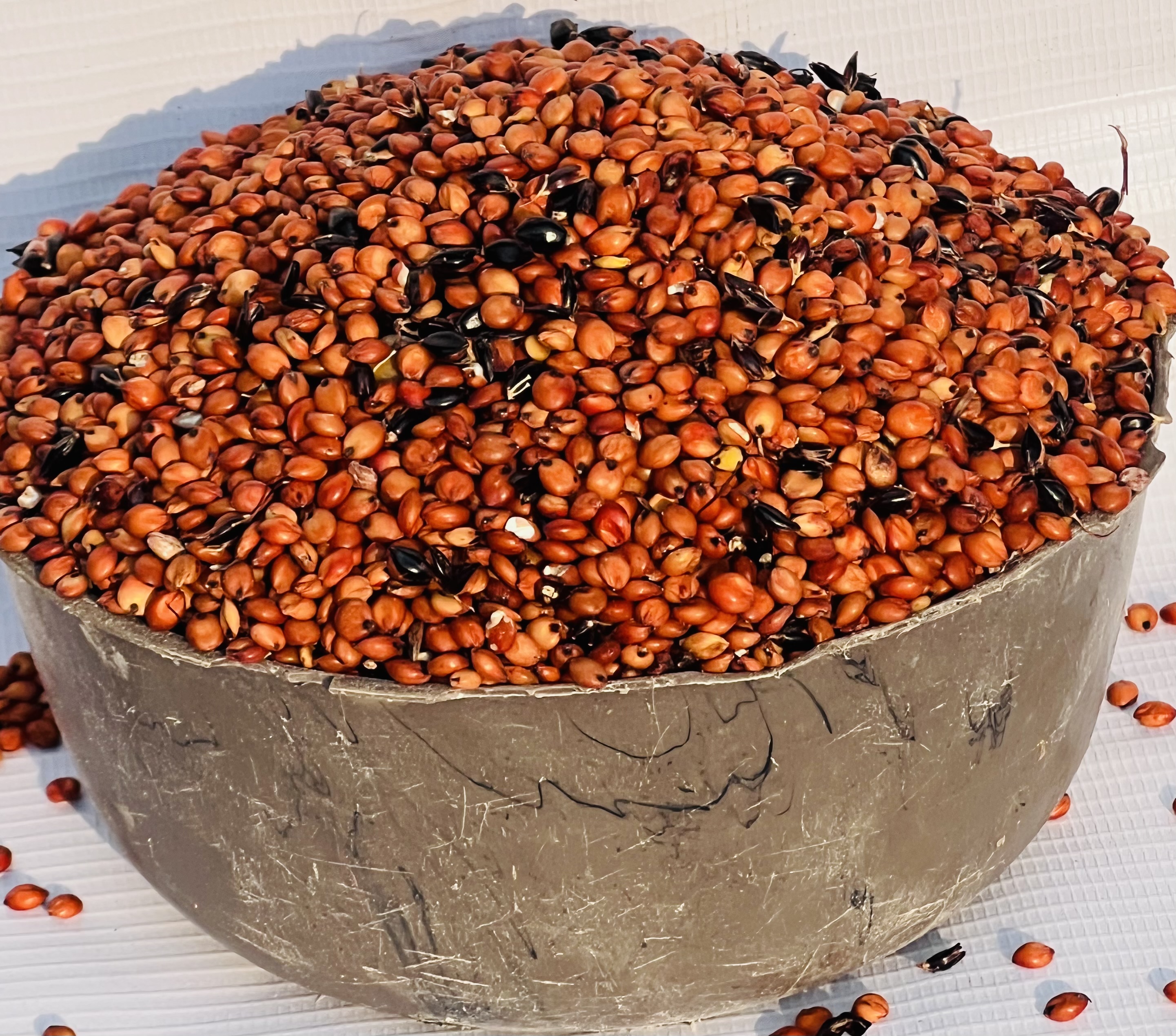 Guinea Corn -red (half Plastic)