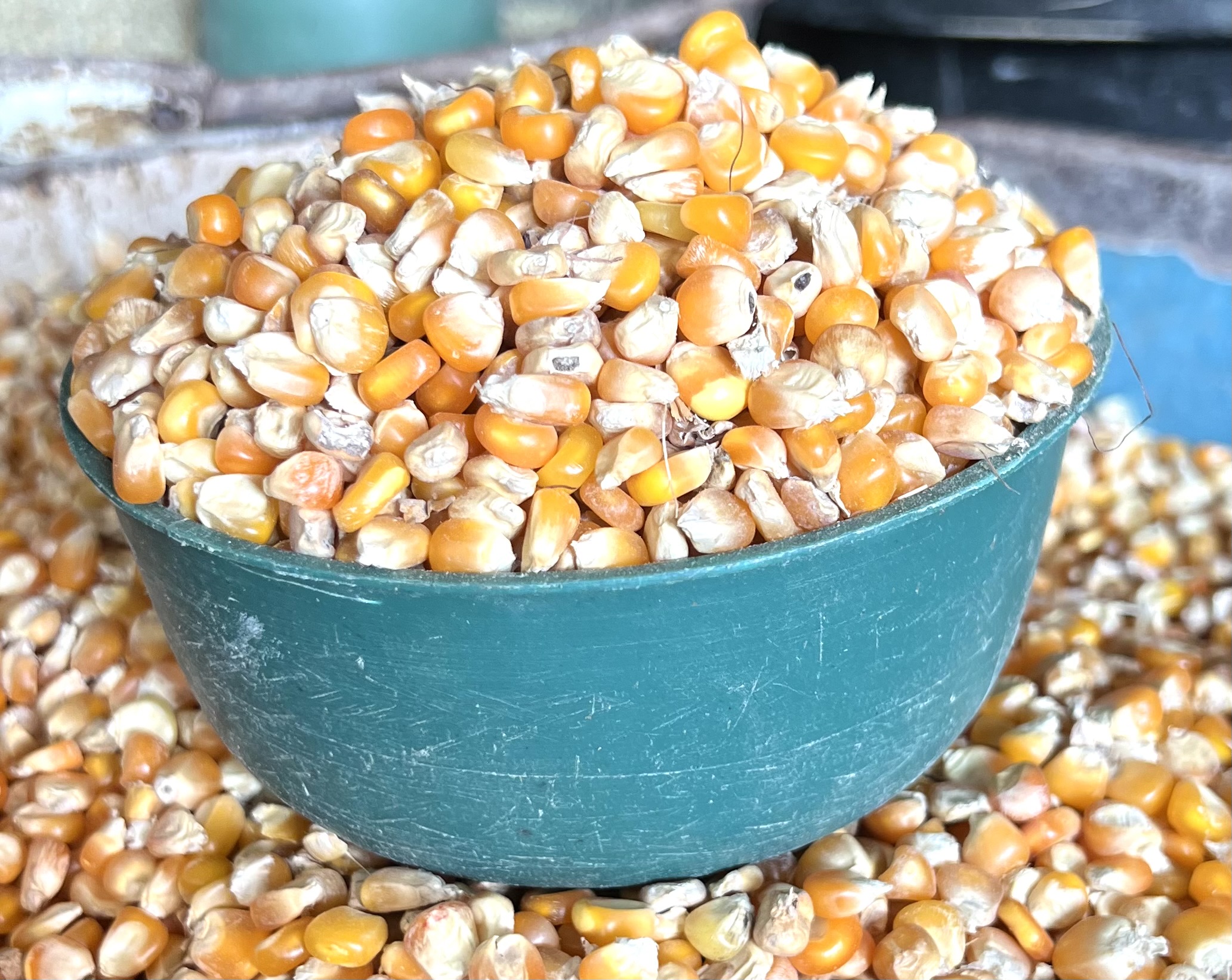 Yellow Maize(half Plastic)