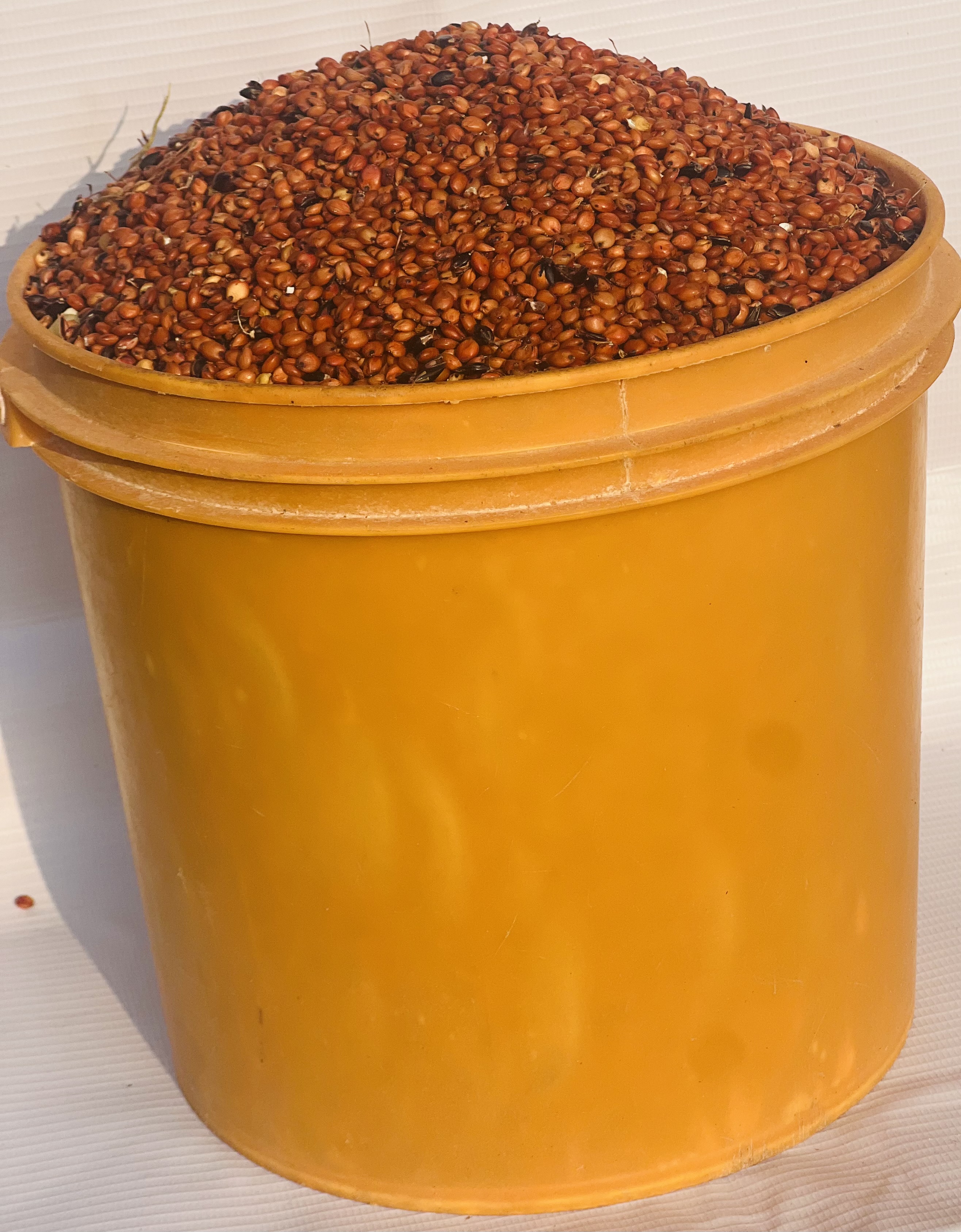 Guinea Corn -red (paint Bucket)