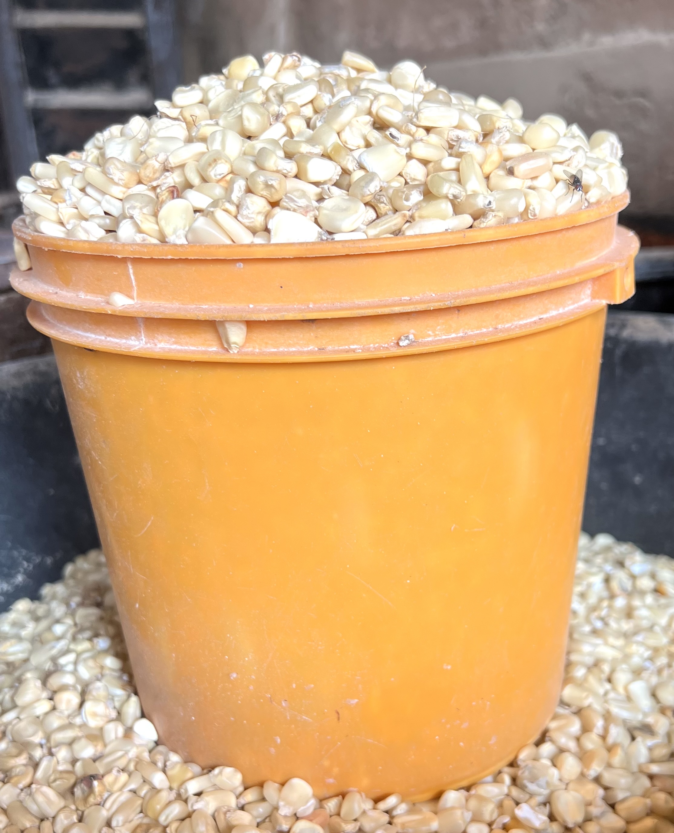 White Maize(paint Bucket)
