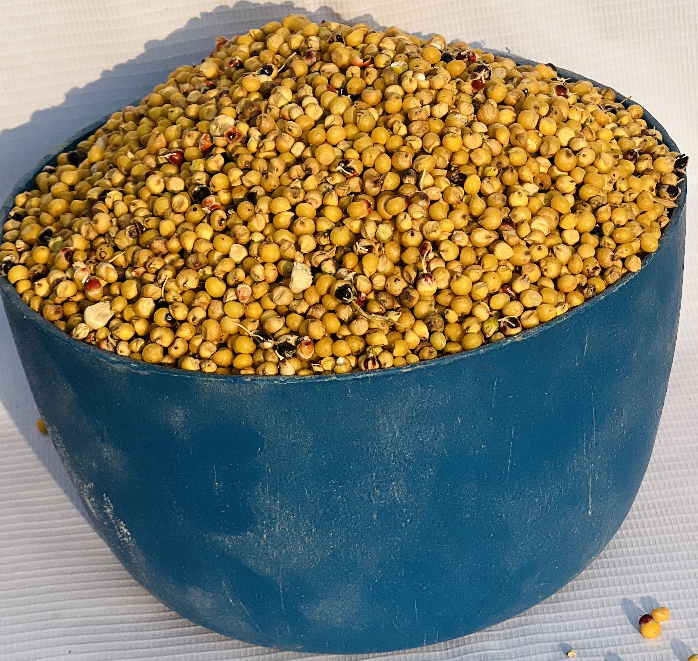 Guinea Corn - Yellow (plastic)