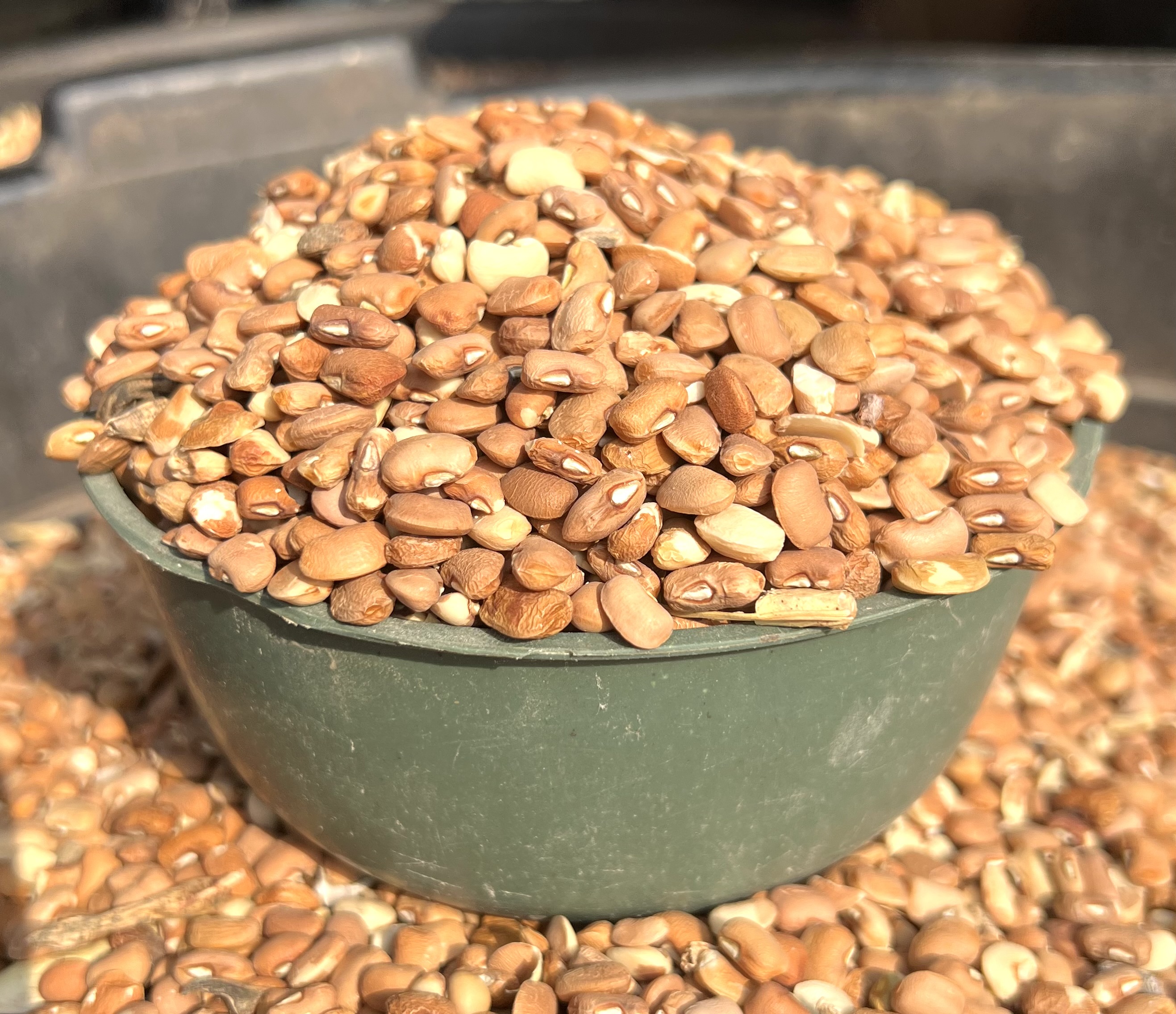 Olo Beans(half Plastic)