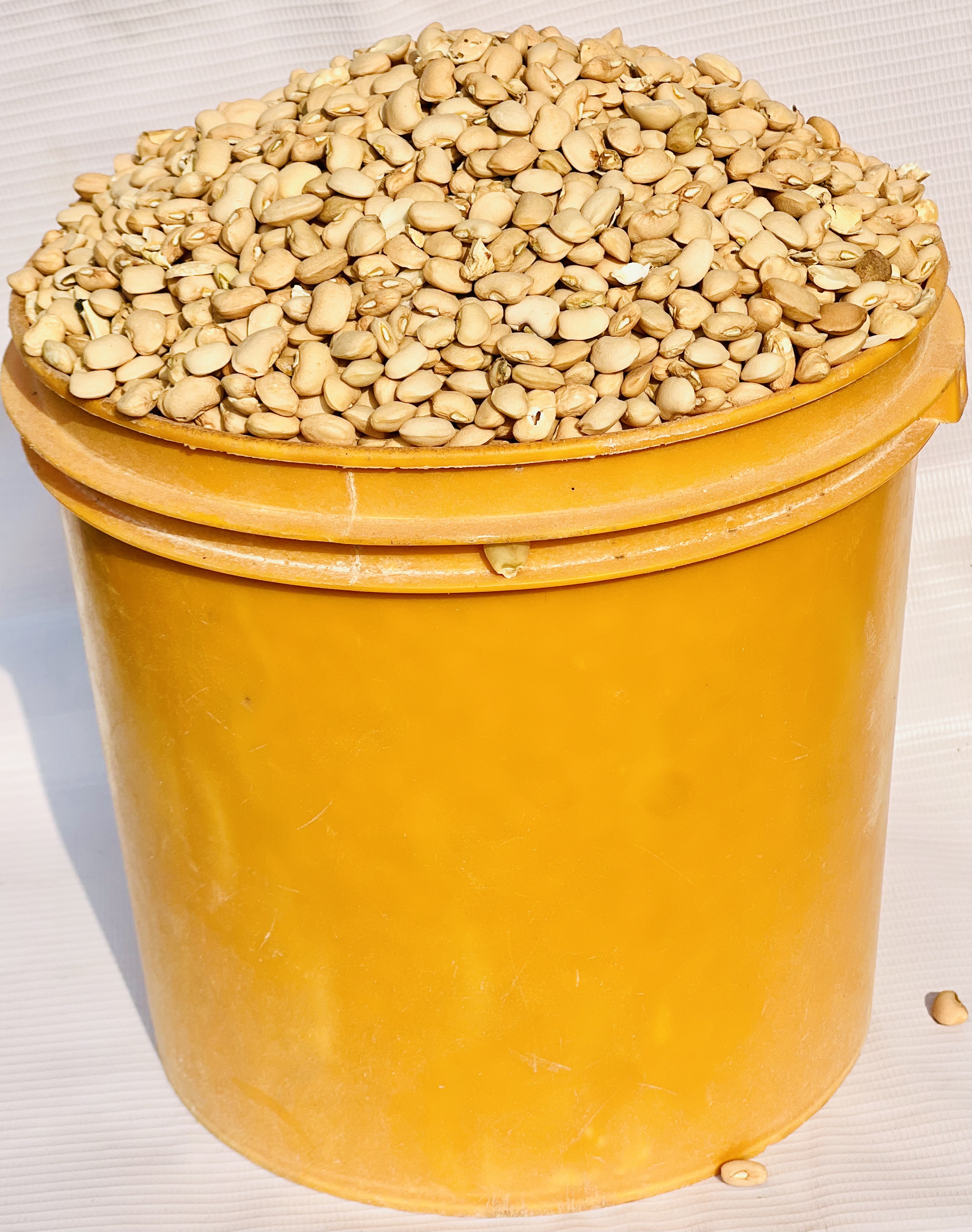 Milk Beans (paint Bucket )