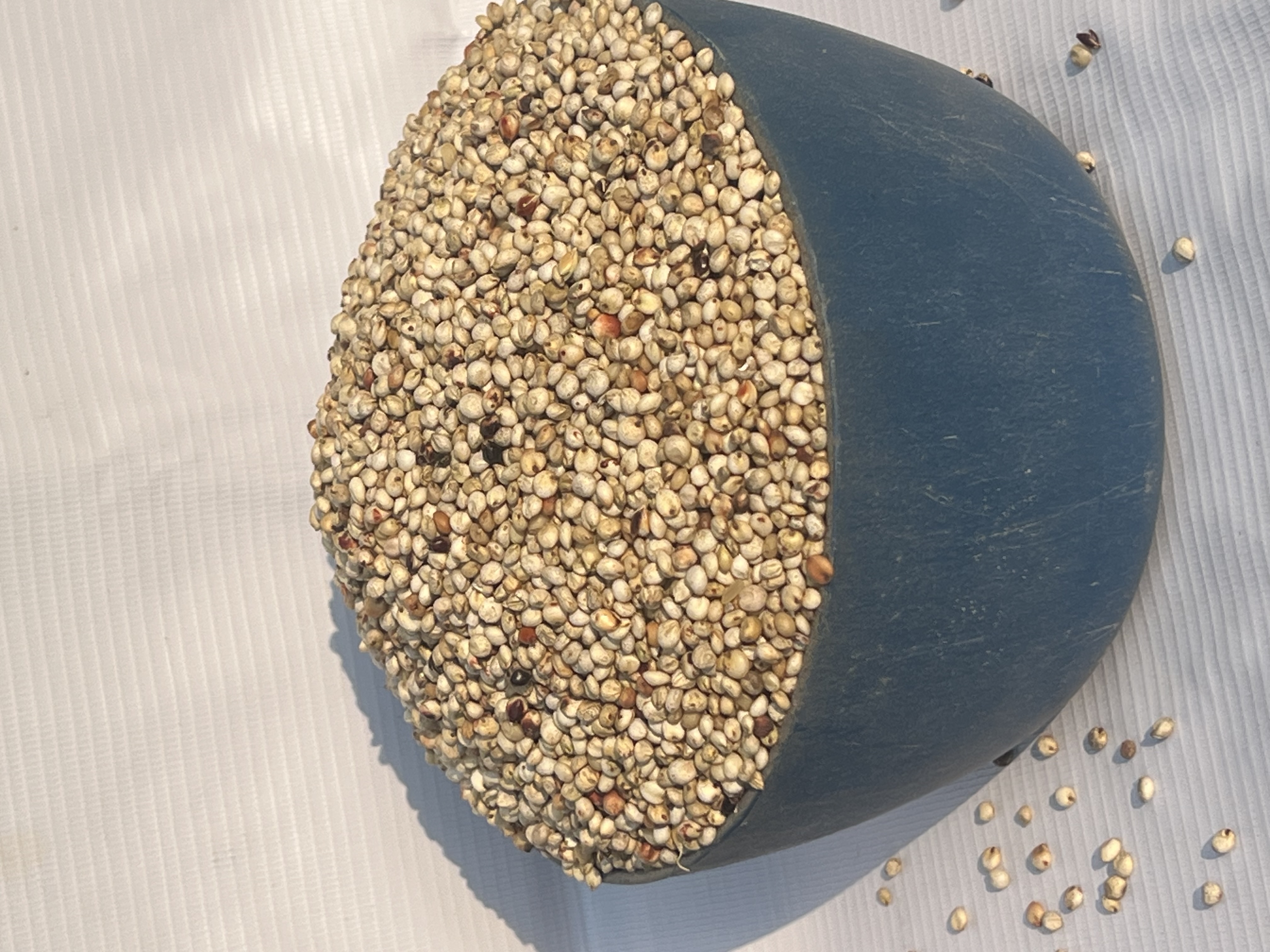 Guinea Corn - White (plastic)