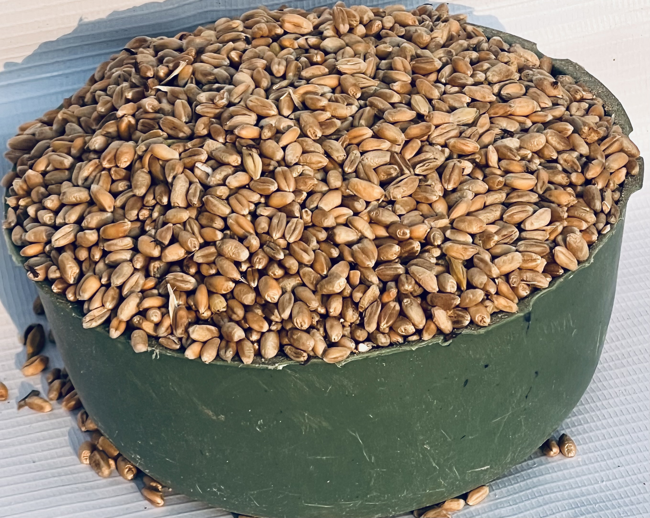 Wheat (half Plastic)