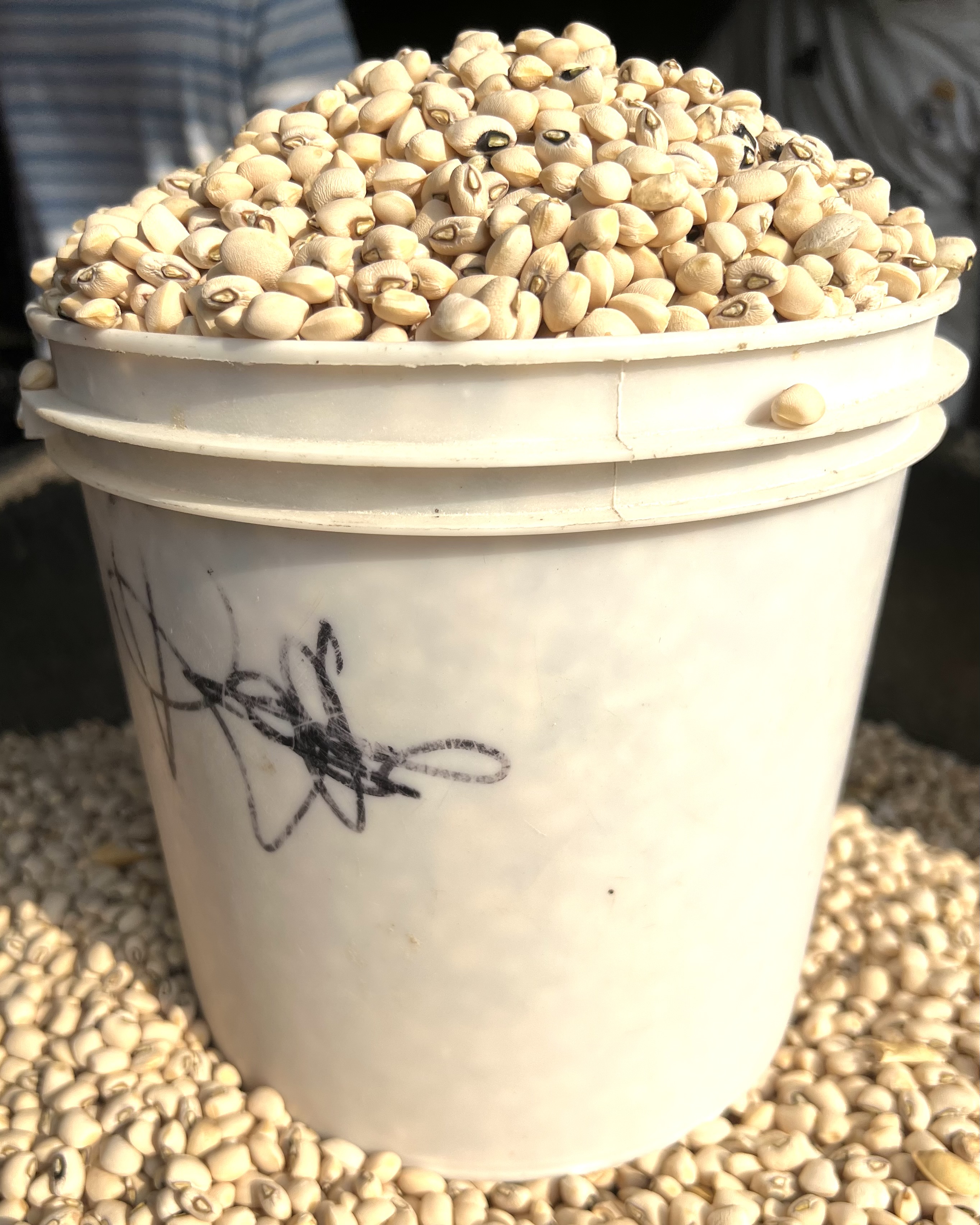 White Beans (paint Bucket )