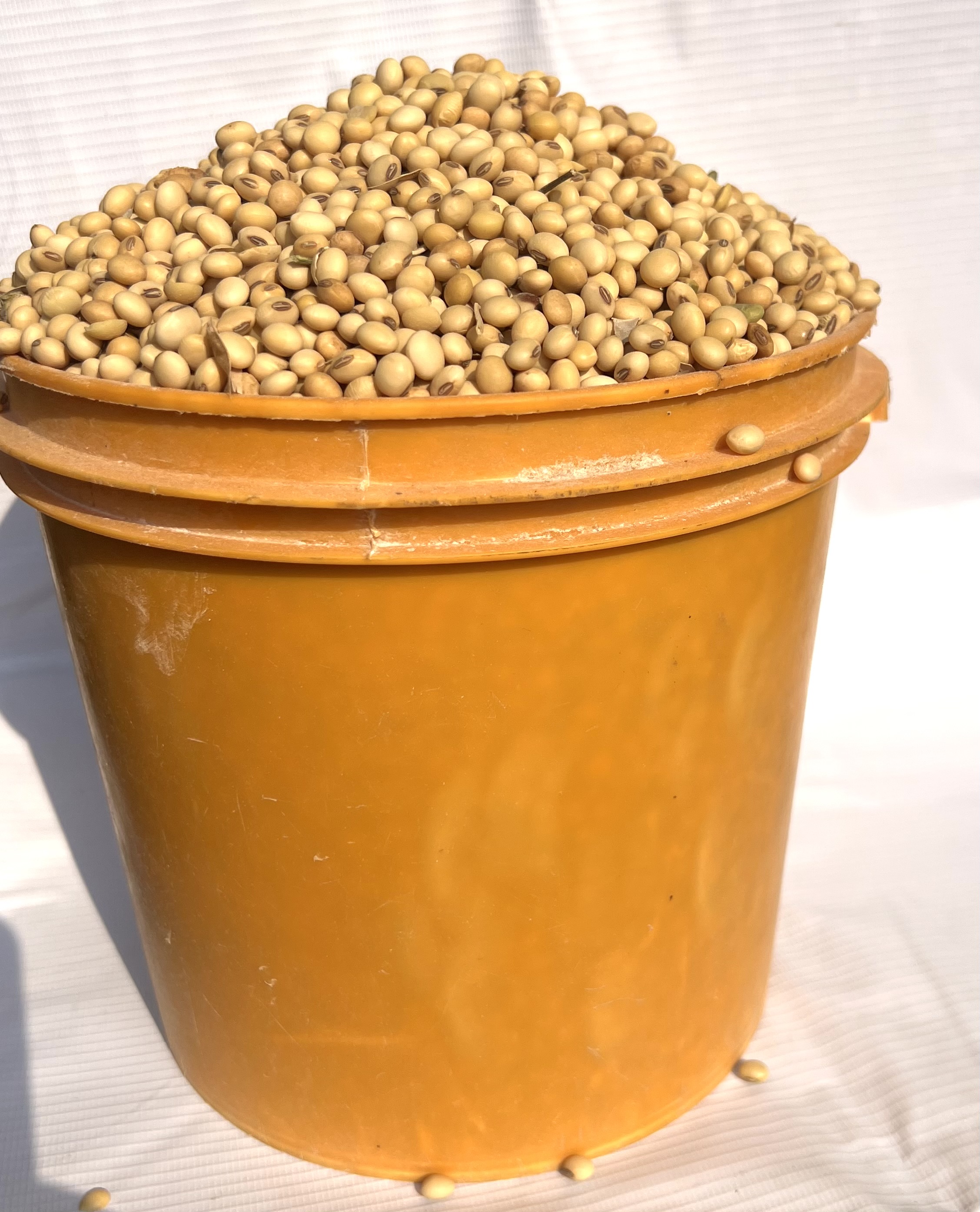 Soya Beans (paint Bucket)
