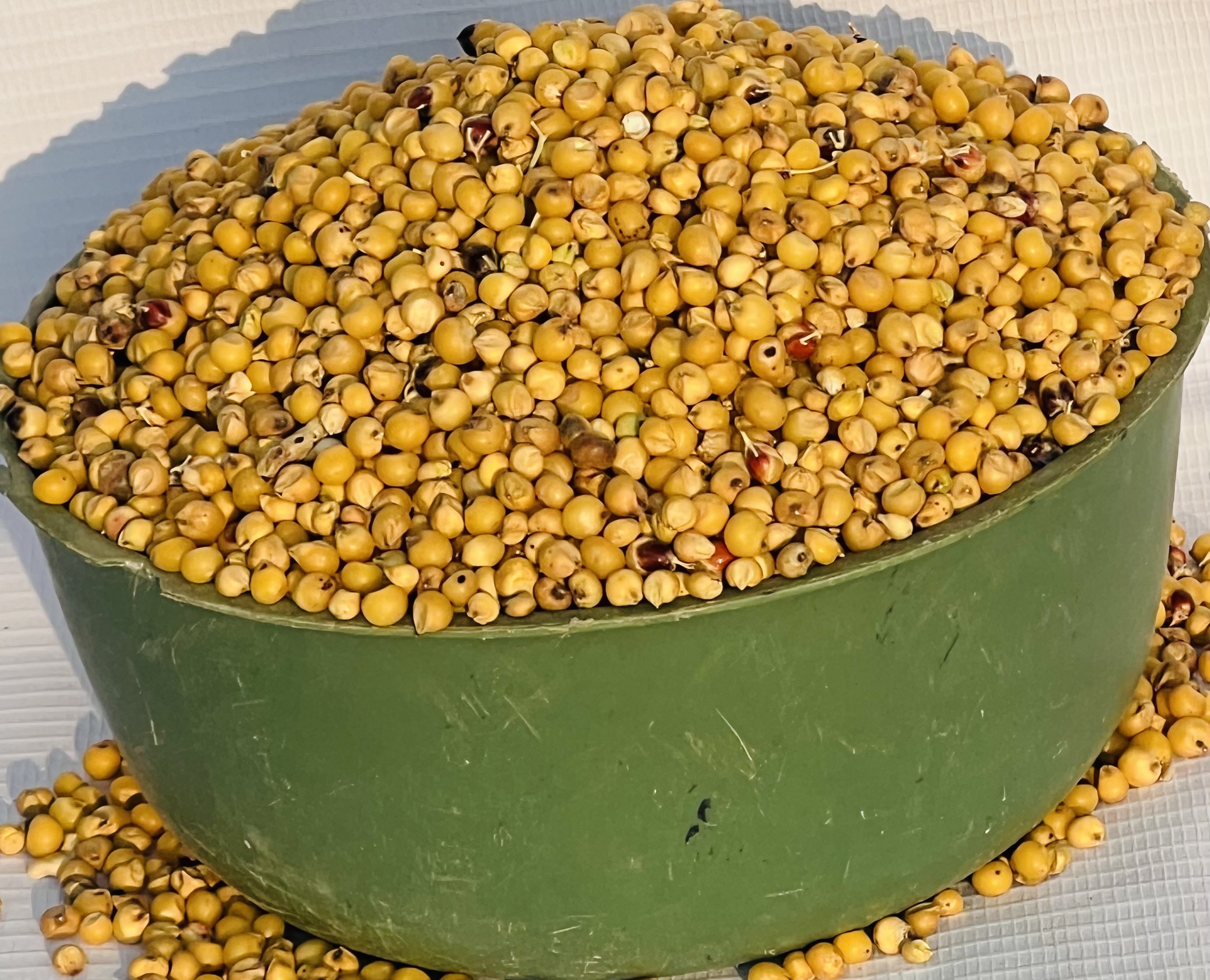 Guinea Corn -yellow(half Plastic)