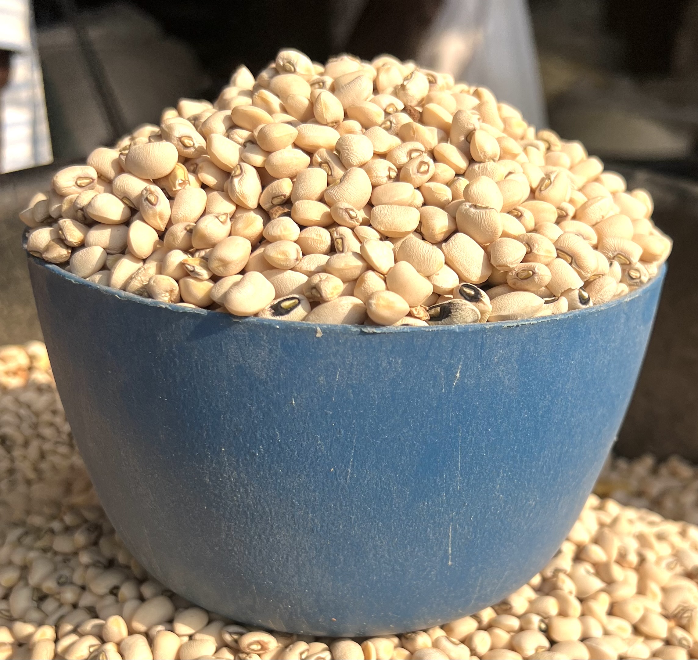 White Beans (plastic)