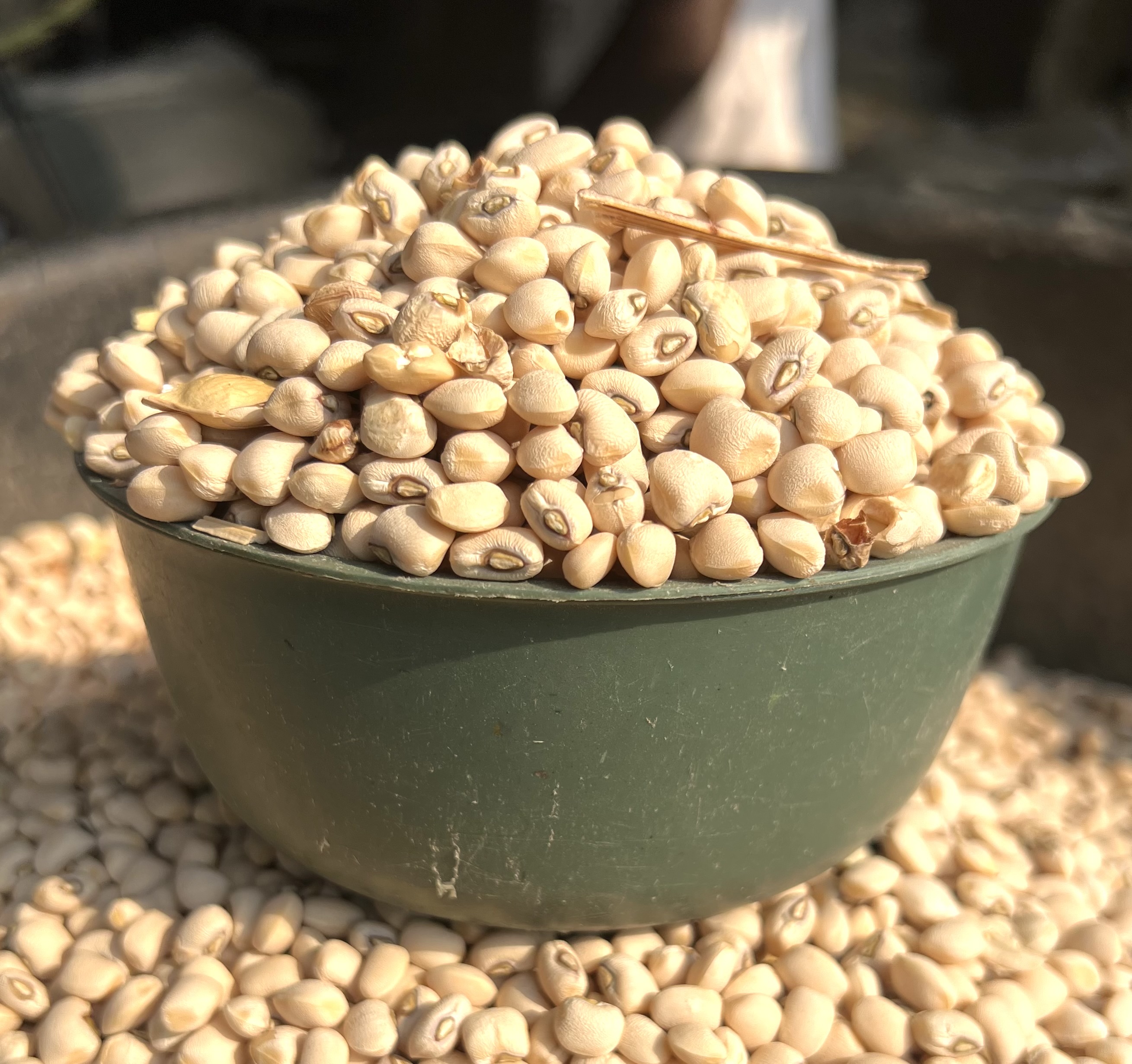 White Beans(half Plastic)