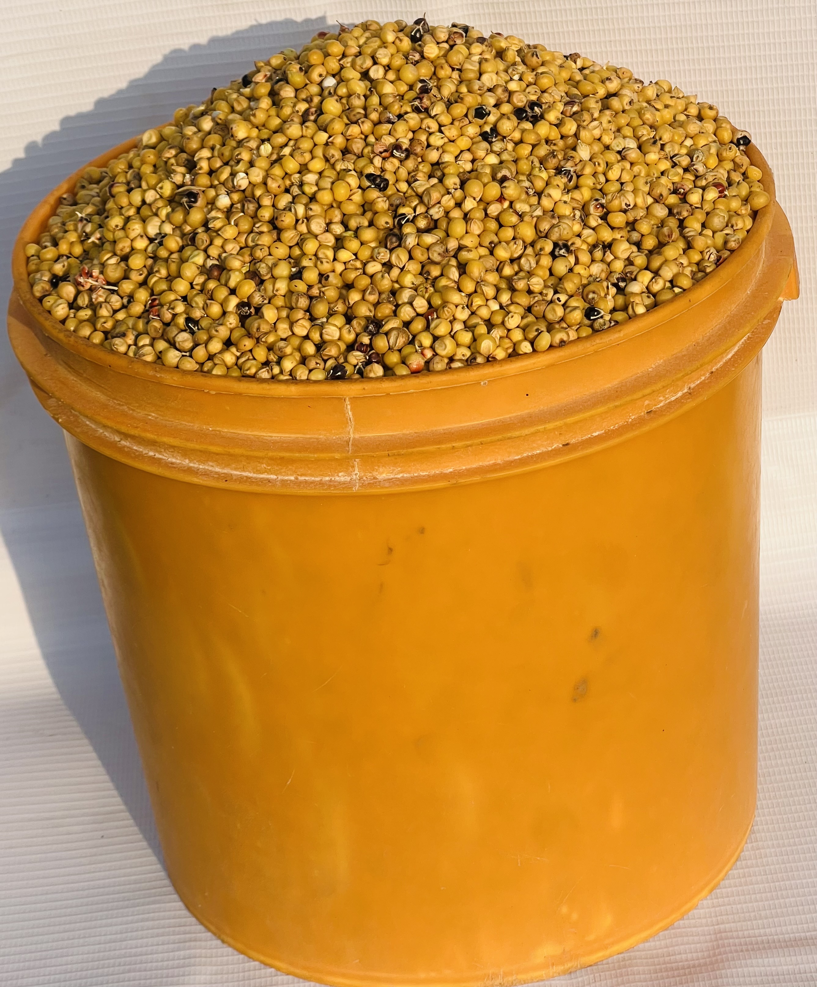 Guinea Corn -yellow (paint Bucket)