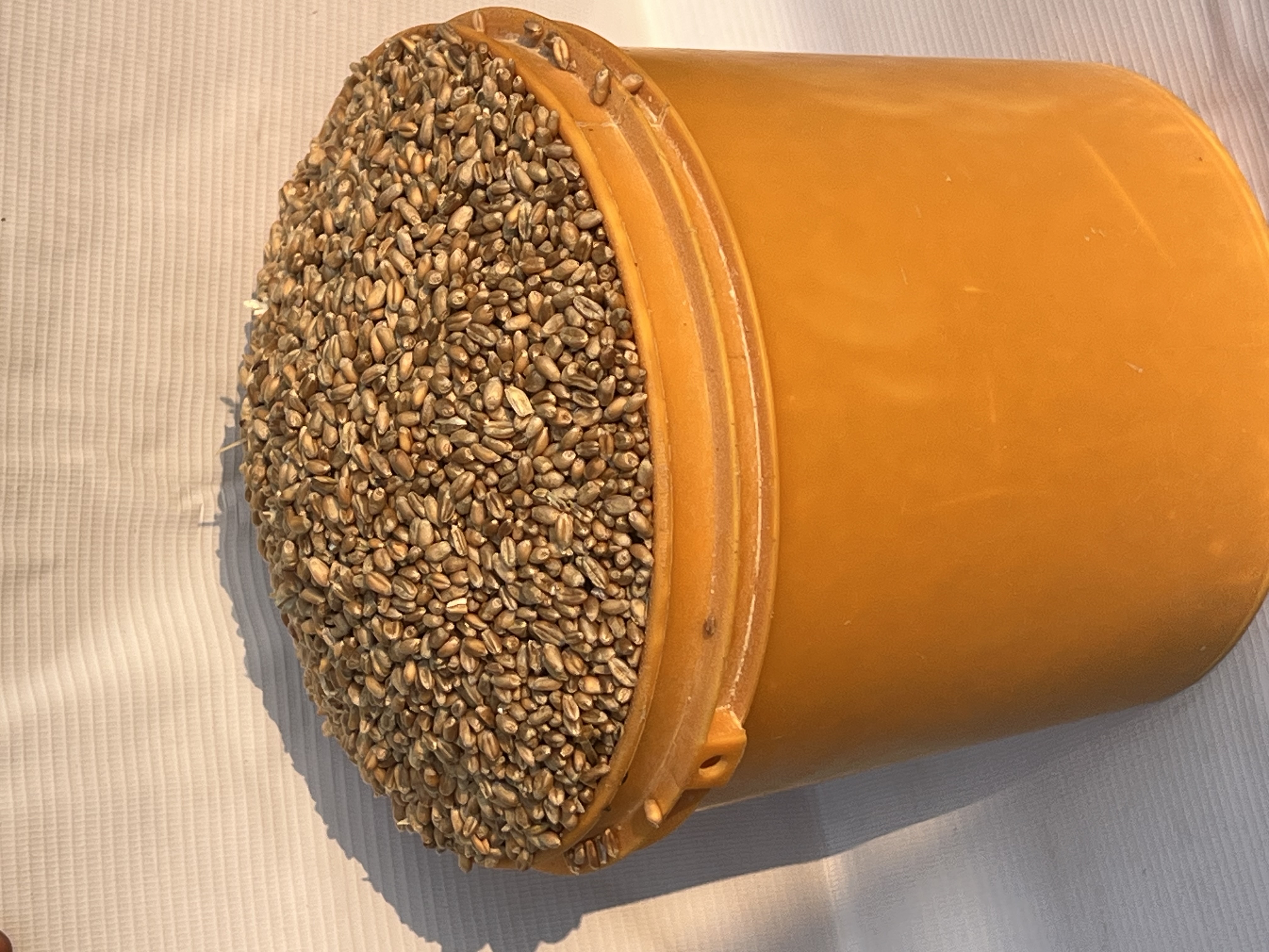 Wheat (paint Bucket)