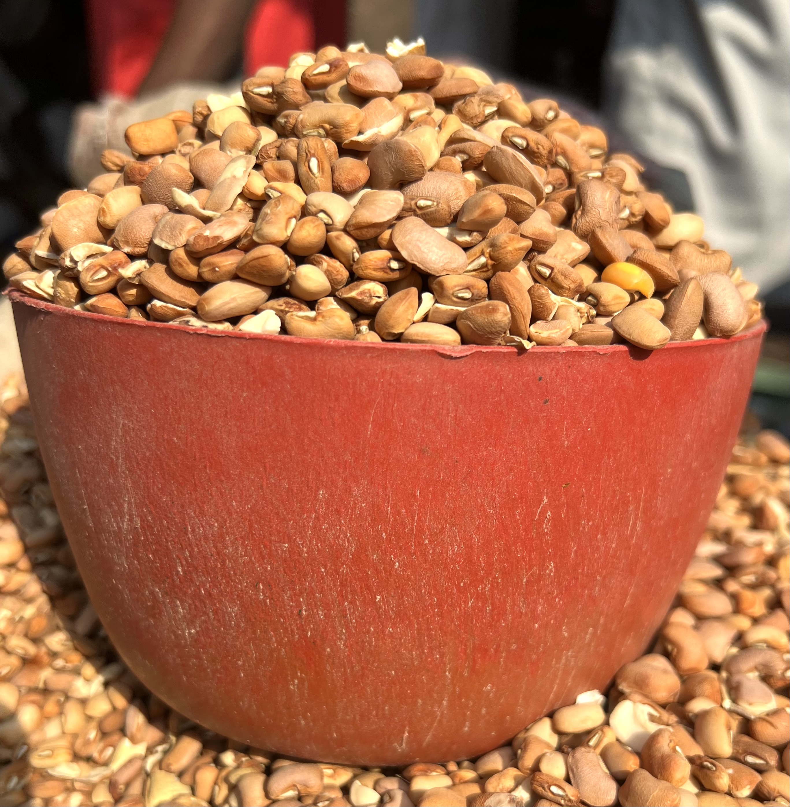 Brown Beans-big Pewu (plastic)