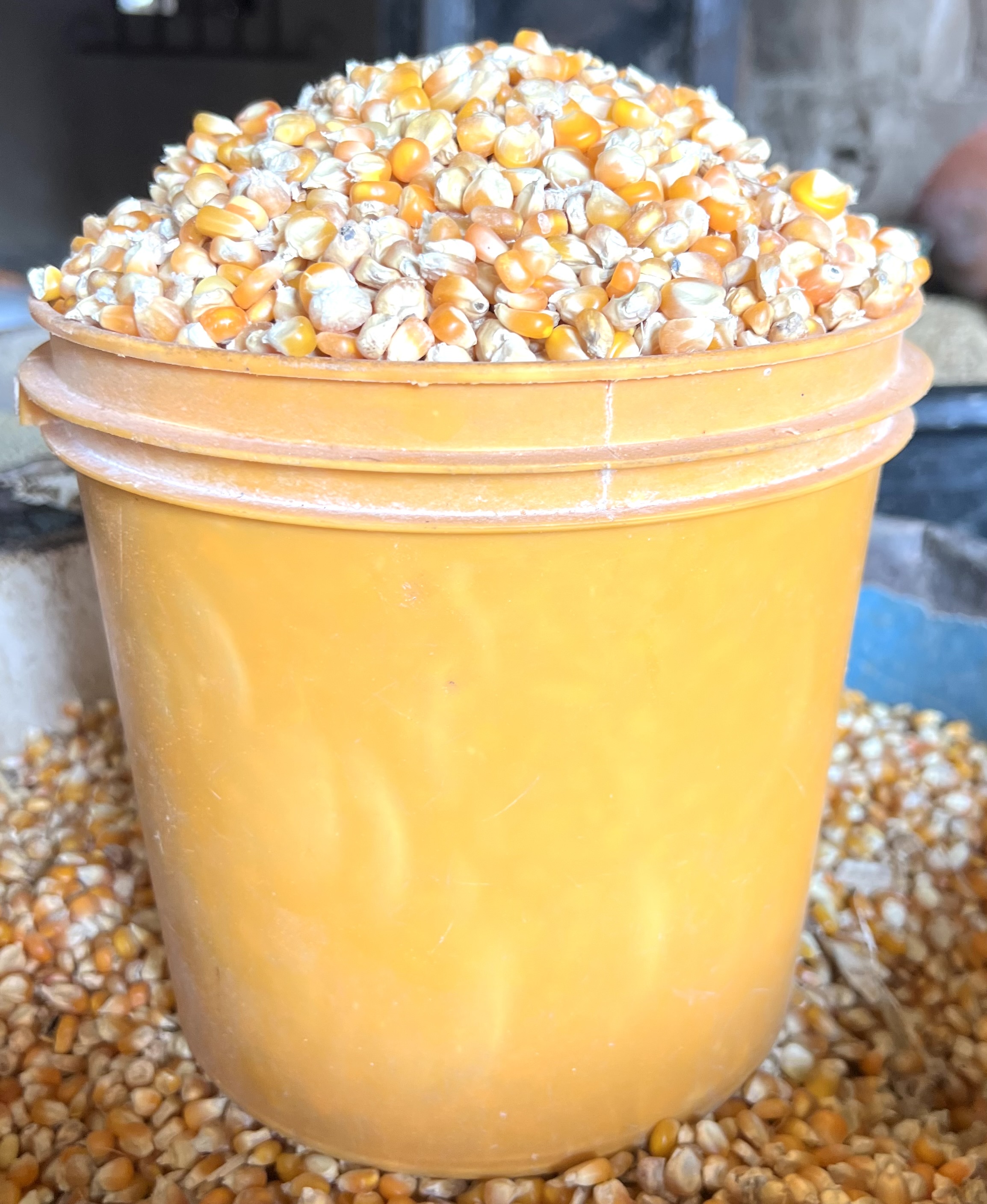 Yellow Maize(paint Bucket)