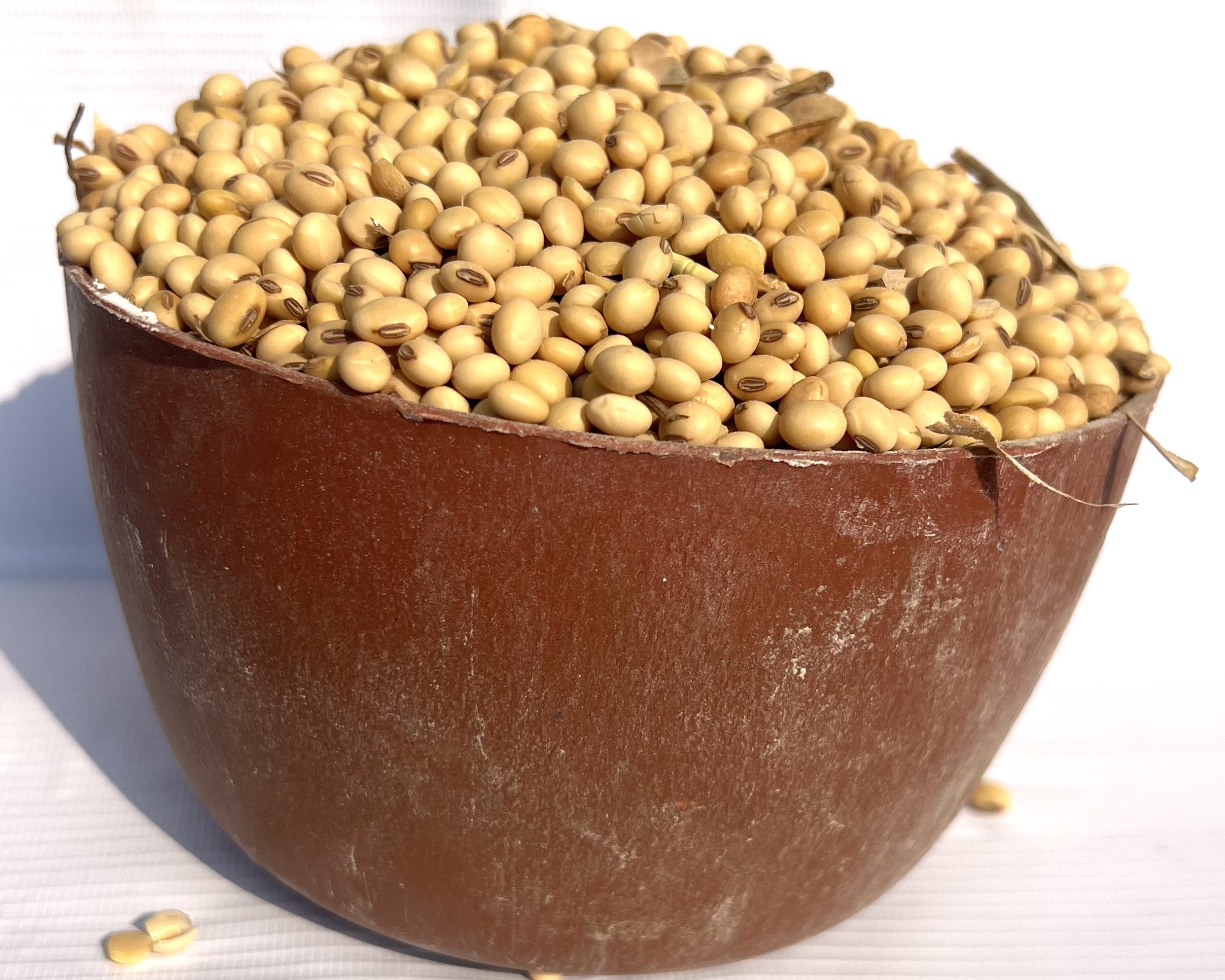 Soya Beans (plastic)