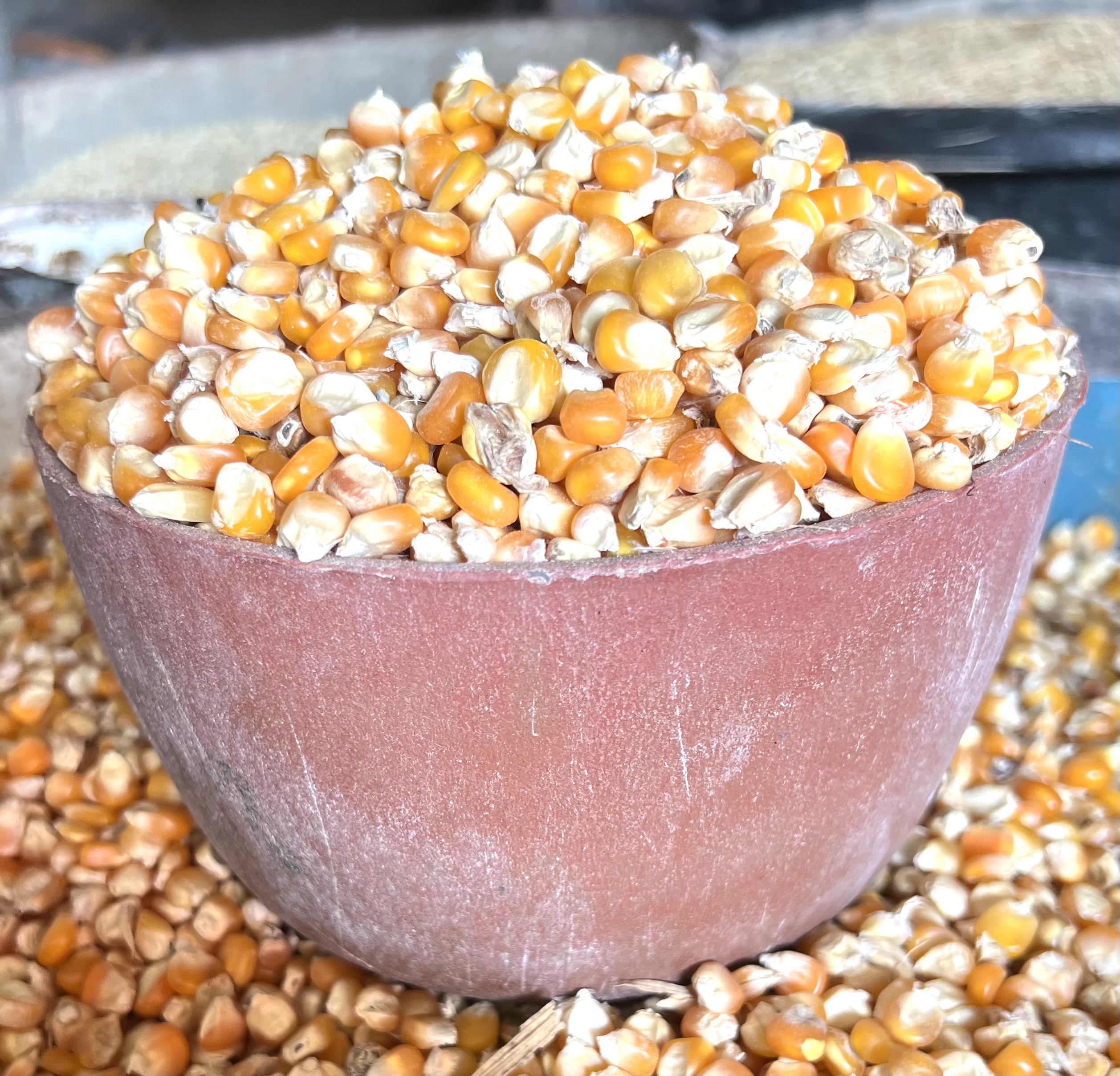 Yellow Maize(plastic)