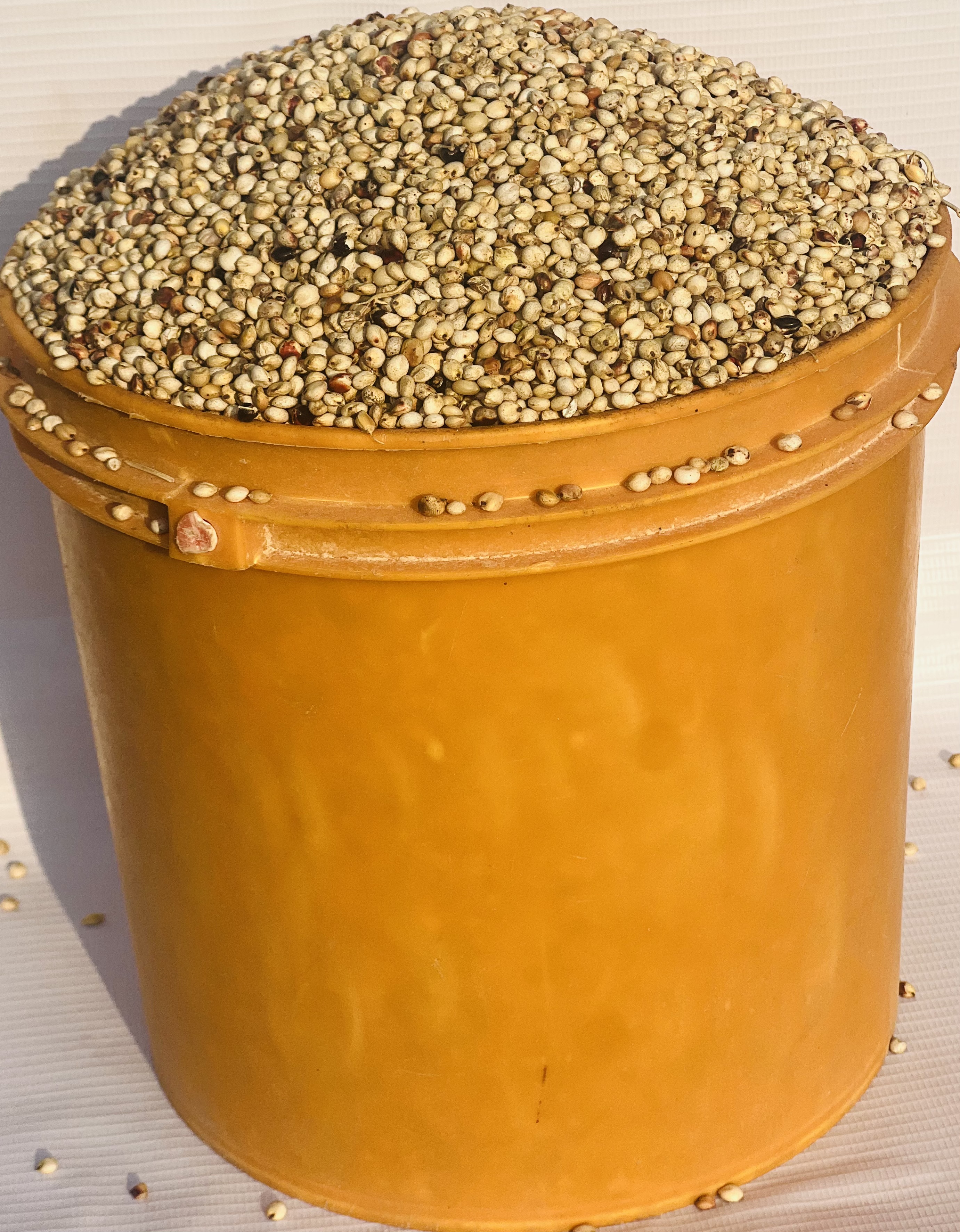 Guinea Corn - White (paint Bucket)