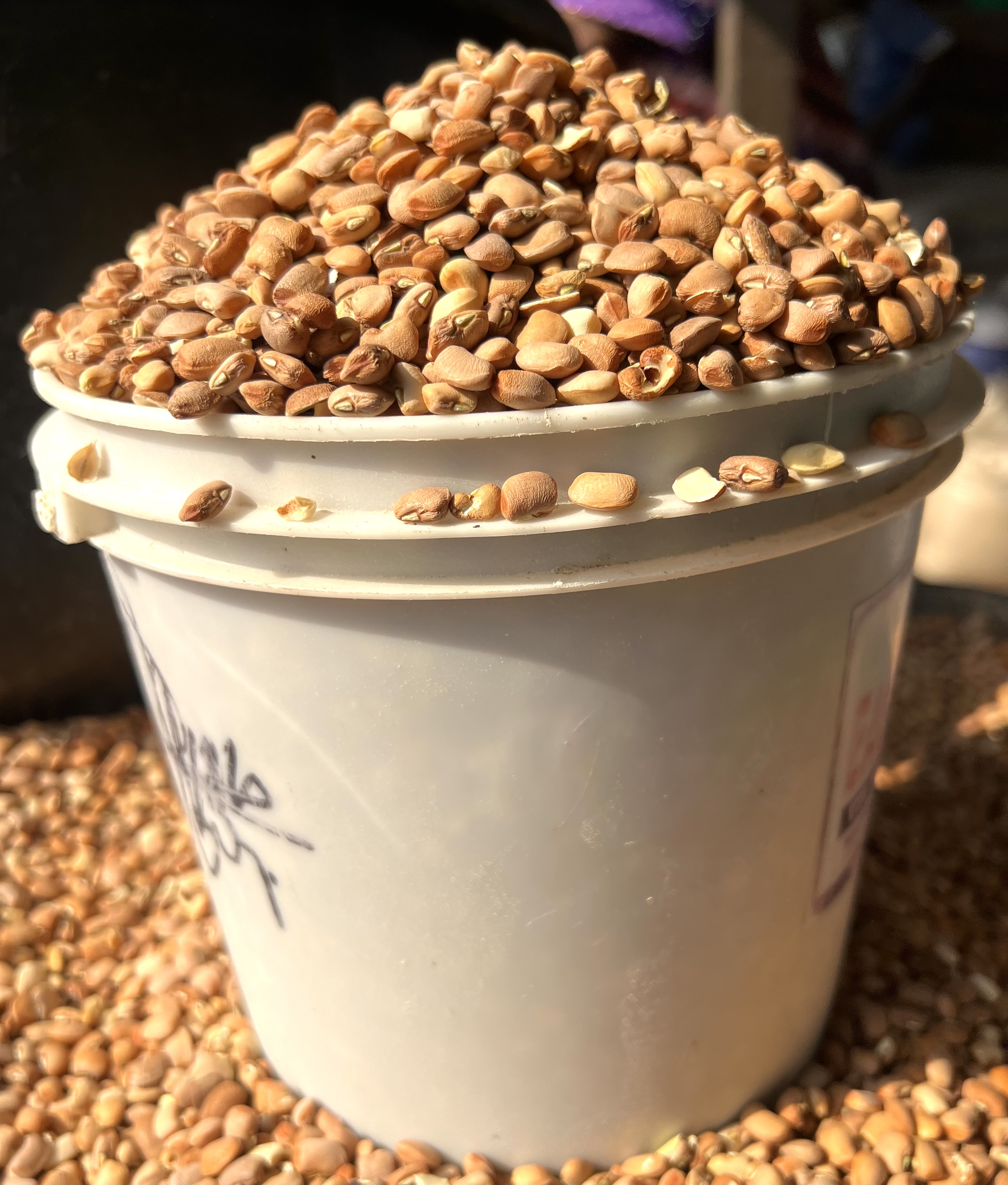 Brown Beans- Big Pewu (paint Bucket)